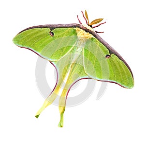 Luna Moth with Clipping Path