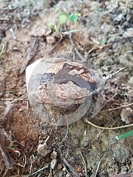 Luna moth cocoon