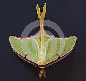 Luna Moth on Dark Background