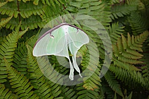 Luna moth on ferns wings opened