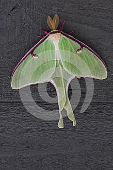 Luna Moth Holds on for Dear Life