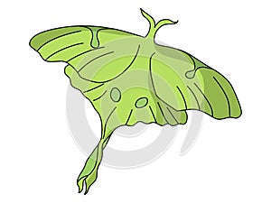 Luna Moth illustration vector.Butterfly abstract vector