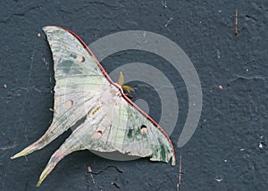Luna moth injury
