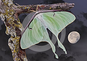 Luna moth in moonlight