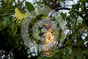 Luna Moth perches on the vine of a purple passionflower called Passiflora incarnate