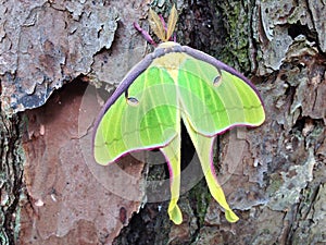 Luna Moth on a Pine Tree (close-up macro)