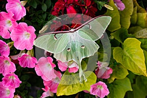 Luna moth sitting on flowers