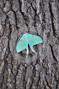 Luna Moth on a tree