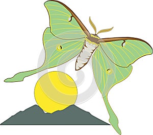 Luna Moth Vector Illustration