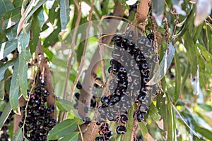 Luna Nut Lepisanthes fruticosa Leenh Thailand Fruit .