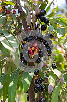 Luna Nut Lepisanthes fruticosa Leenh Thailand Fruit . Luna Nut Lepisanthes fruticosa Leenh in nature condition with Tree backg