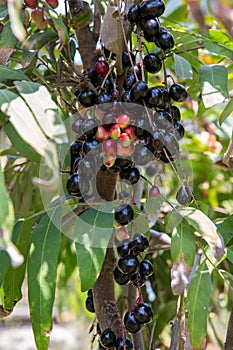 Luna Nut Lepisanthes fruticosa Leenh Thailand Fruit . Luna Nut Lepisanthes fruticosa Leenh in nature condition with Tree backg