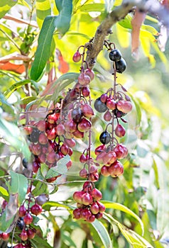 Luna Nut Lepisanthes fruticosa Leenh Thailand Fruit . Luna Nut Lepisanthes fruticosa Leenh in nature condition with Tree backg