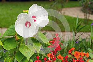 Luna white Hibiscus flower