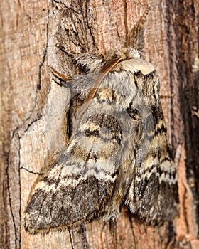 Lunar marbled brown moth (Drymonia ruficornis) from side