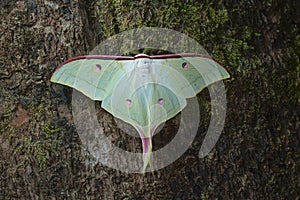 Lunar or Moon moth from Kanger Ghati National Park
