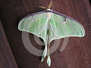 Lunar moth