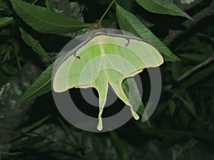 Lunar moth