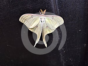 lunar moth baby