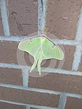 Lunar Moth