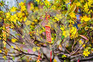 Lunar new year lucky decoration objects. words mean best wishes and good luck for the coming vietnamese new year