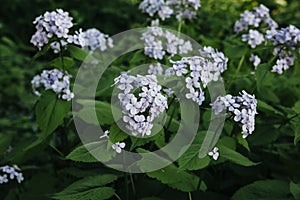 The lunar reviving with blue flowers.