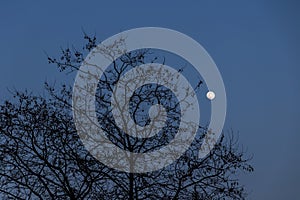 Lunar Serenity: Tree Branches Silhouetted Against the Full Moon in a Peaceful Evening Sky