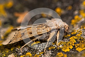 Lunar underwing moth (Omphaloscelis lunosa)