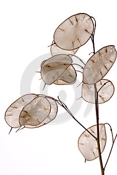 Lunaria annua photo