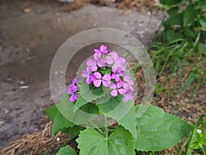 Lunaria annua - annual honesty