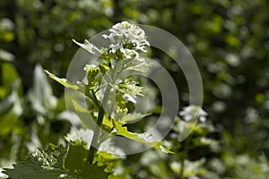 Lunaria annua (Annual Honesty), white flowers