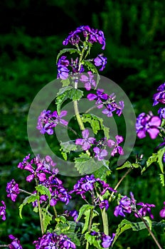 Lunaria annua_annual silver leaf perennials near