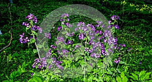 Lunaria annua_annual silver leaf perennials near