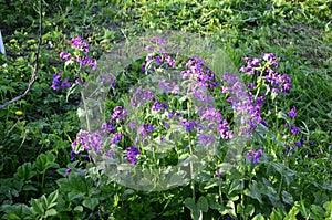 Lunaria annua_annual silver leaf perennials near