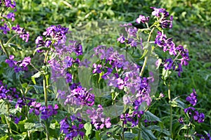 Lunaria annua_annual silver leaf perennials near