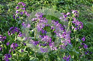 Lunaria annua_annual silver leaf perennials near