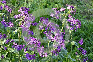 Lunaria annua_annual silver leaf perennials near