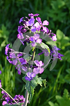 Lunaria annua_annual silver leaf perennials near