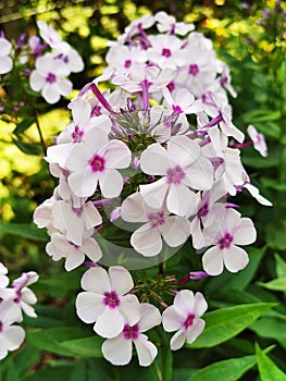 Lunaria annua or the anual honesty