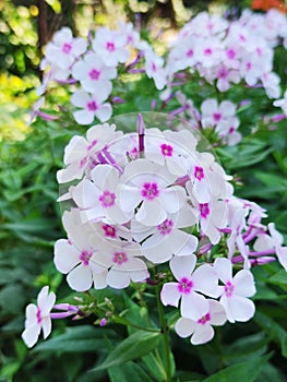 Lunaria annua or the anual honesty