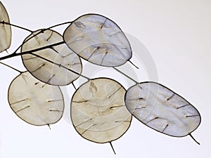 Lunaria annua, English name honesty or annual honesty, dried stalk with silvery seedpods silicles 2