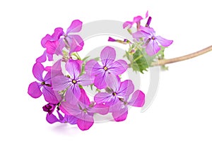 Lunaria  annua flowers