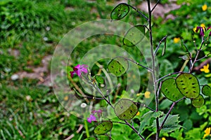 Lunaria annua flowers. Penny flower, honesty. Dollar plant