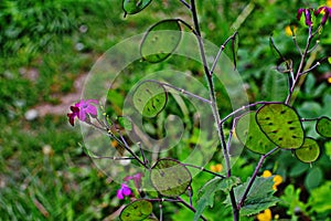 Lunaria annua flowers. Penny flower, honesty. Dollar plant