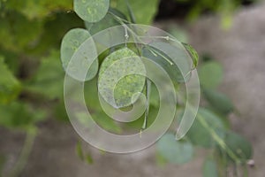 Lunaria annua green seedpods