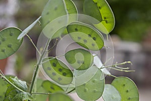 Lunaria annua green seedpods