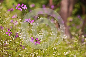 Lunaria annua Penny Flowers