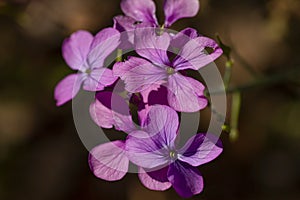 Lunaria annua pink flowers