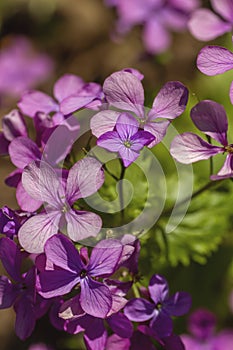 Lunaria annua pink flowers