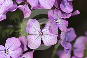 Lunaria annua silver dollar money plant moonwort Cruciferae plant with beautiful purple flower seeds inside a green coin-like pod